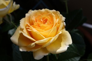 quanto potare le rose